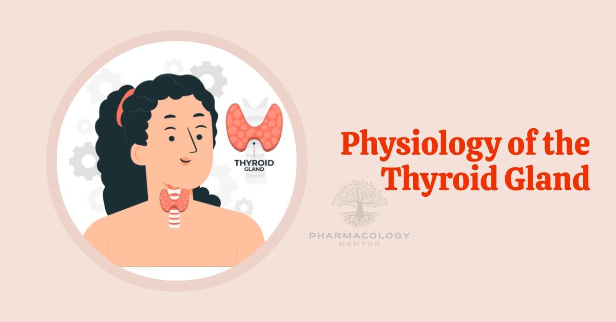 Physiology of thyroid gland